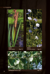 Edible plants-Cattail, Chicory and Cottonwood