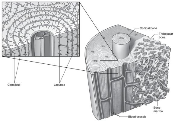 Figure 16.10 Structure and lacuna canalicular network of bone.