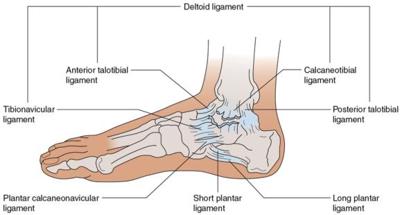 Figure 16.23 Injury to medial ligaments of the ankle. Carefully palpate the distal fibula for possible fracture with all serious eversion injuries.
