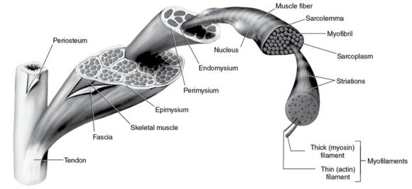 Figure 2.4 Structure of skeletal muscle and related connective tissue.