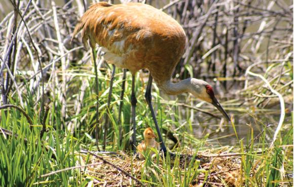Trail running offers special experiences in nature, like this glimpse of a sandhill crane mother and colt.