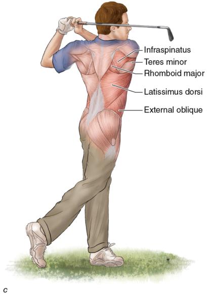 Figure 2.12 Muscles used in three of the five phases of the golf swing: take-away, acceleration, and follow-through.