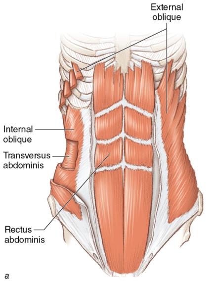 Figure 1.9 Core muscles: abdominal muscles; posterior outer core muscles; anterior outer core muscles.