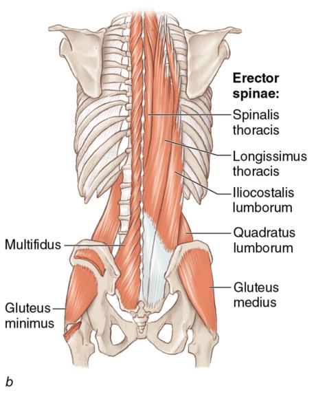 Figure 1.9 Core muscles: abdominal muscles; posterior outer core muscles; anterior outer core muscles.