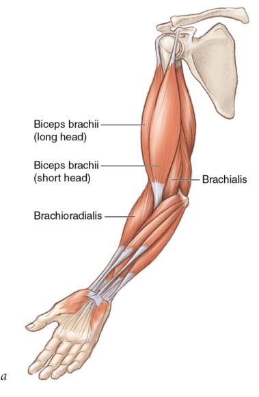 Figure 2.2 Muscles exert forces that enable bones to move relative to each other.