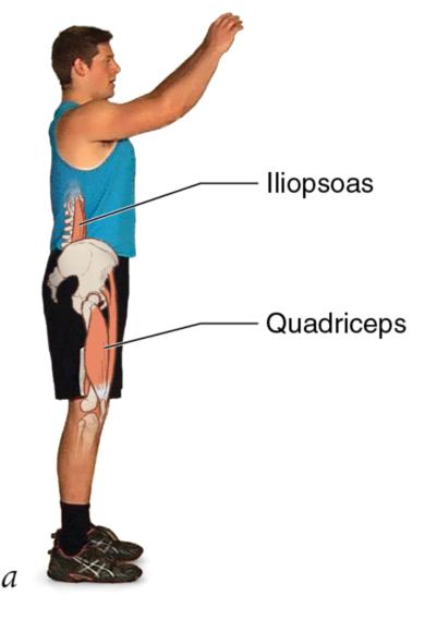 Figure 2.4 Coordinated muscle actions in a vertical countermovement jump: starting position; hip, knee and ankle extend; jump.
