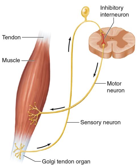 Figure 1.3 Golgi tendon organ.