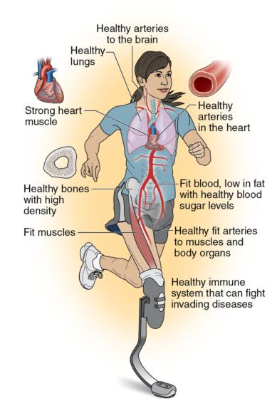 Figure 4.5 Cardiorespiratory endurance requires fitness of many body systems.
