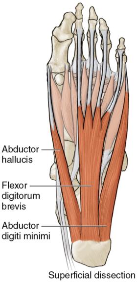 Figure 5.1 Muscles of the midfoot.