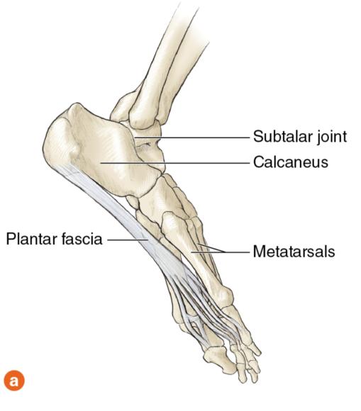 Figure 9.4 Foot: underside showing plantar fascia; medial side.