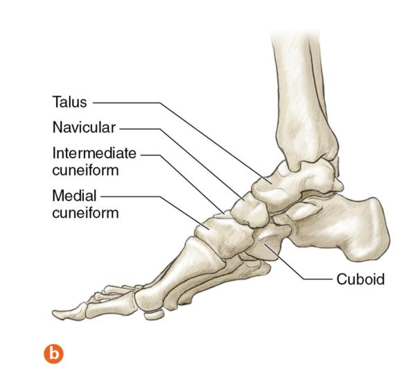 Figure 9.4 Foot: underside showing plantar fascia; medial side.
