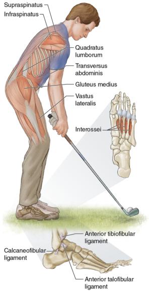Figure 4.1 Key muscles for balancing in the core and feet. Balance is the process by which the golfer maintains the center of gravity over the base of support.