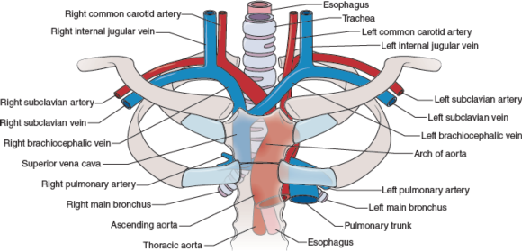 Figure 10.2 Internal structures behind the sternoclavicular (SC) joint.